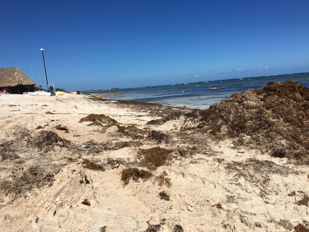Disminuye el recale de sargazo en Tulum