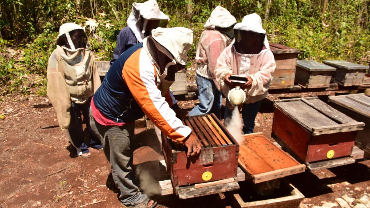 Van contra apiarios clandestinos en José María Morelos