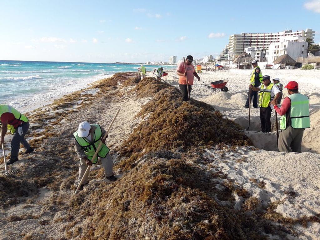 Recalan en Cancún 180 toneladas de sargazo en una semana