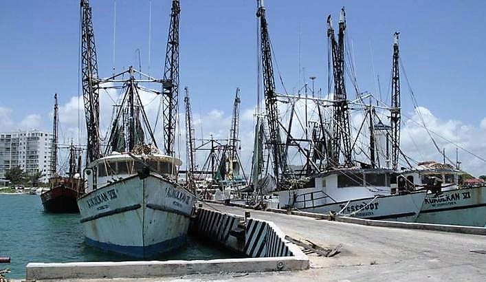 Arranca veda de camarón en junio