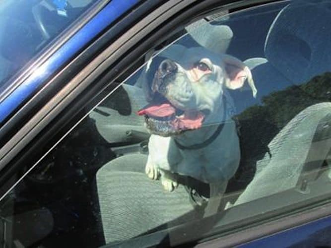 Abandonan a cinco perros en auto; uno muere ahorcado