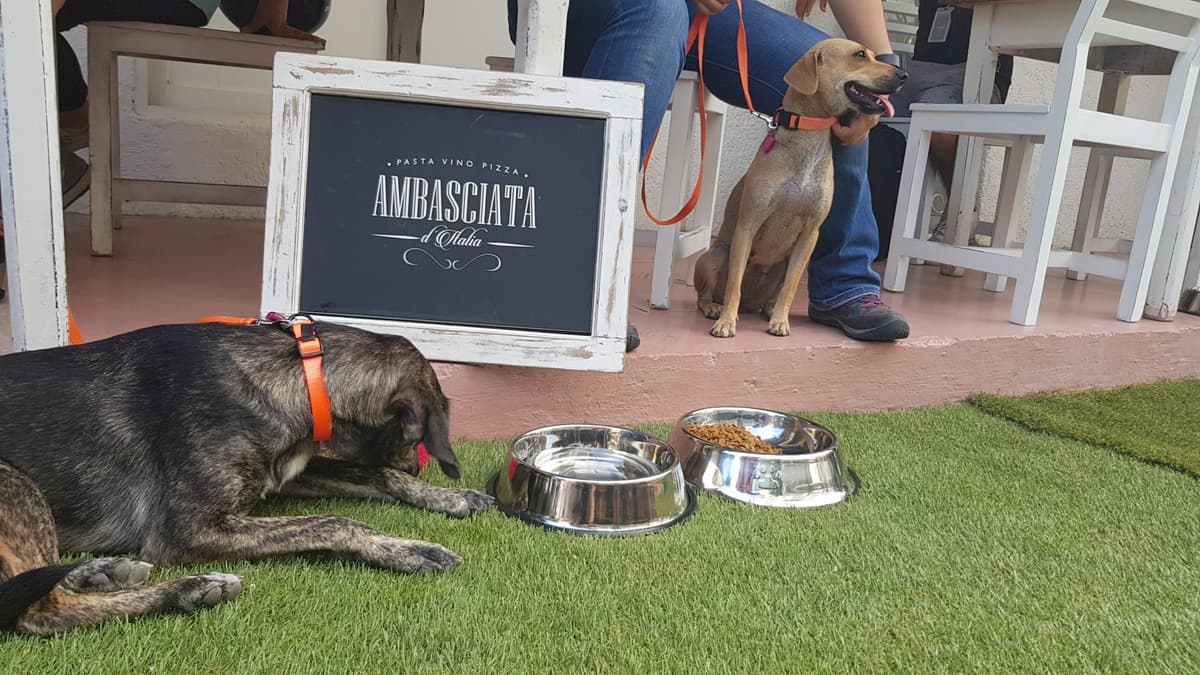 Restaurante abre mesas pet friendly en Playa del Carmen