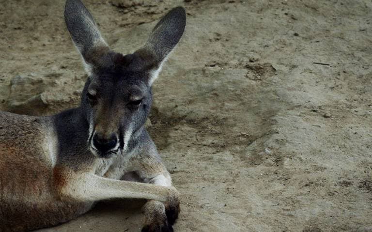 Visitantes de zoo matan a canguro a pedradas, querían que saltara