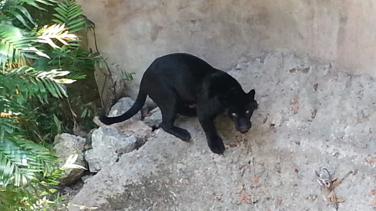 Alertan sobre avistamiento de jaguar en Huay-Pix