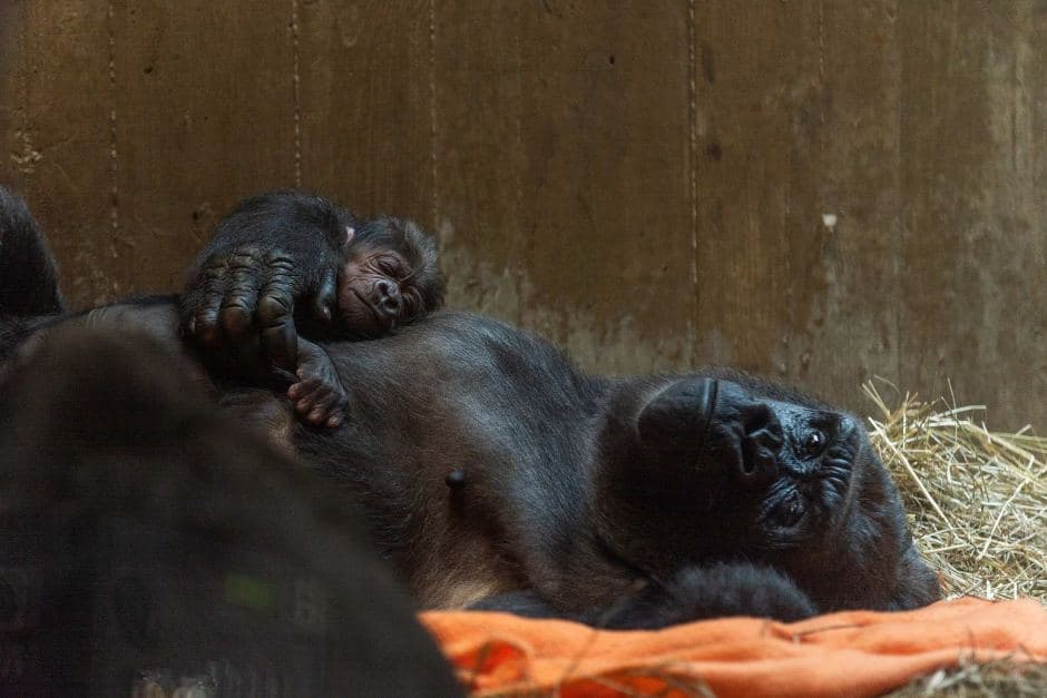 Nace gorila en peligro de extinción en zoológico de Estados Unidos