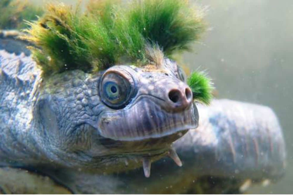 Respira por los genitales y tiene la cresta verde ¡conoce a la tortuga más punk del mundo!