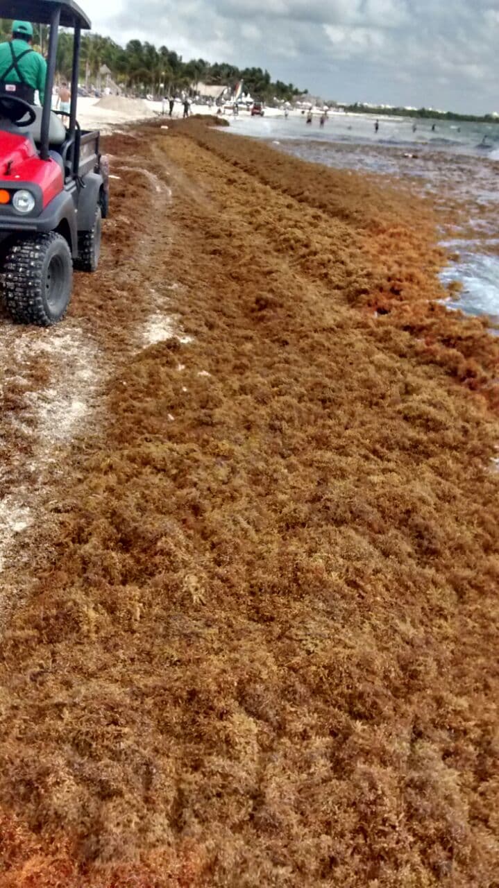 Imparable arribo de sargazo en Punta Maroma