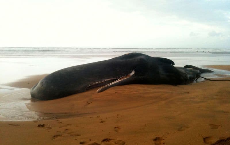 Un cachalote es hallado muerto en las costas de Murcia, España