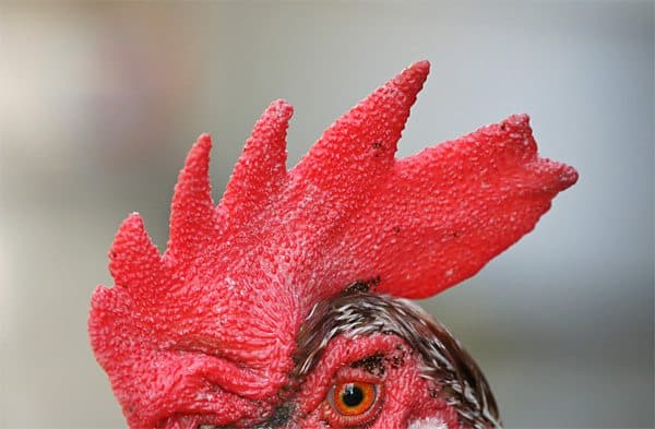 La importancia de la cresta en las gallinas