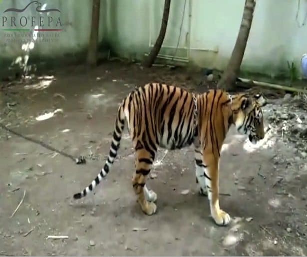 Aseguran tigre que se fugó en diciembre en Chetumal