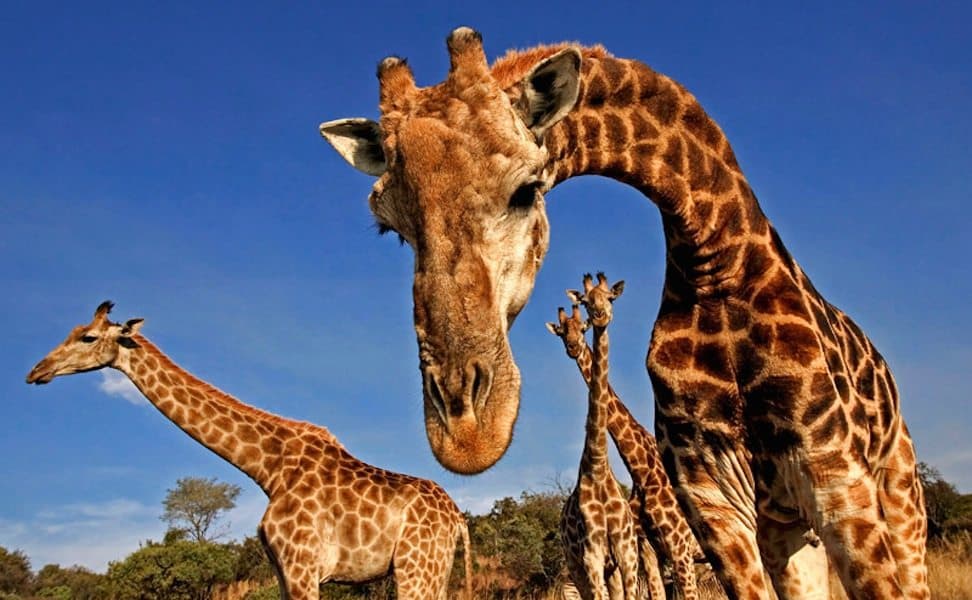 Jirafa muere asfixiada al atorarse en un árbol (Vídeo)