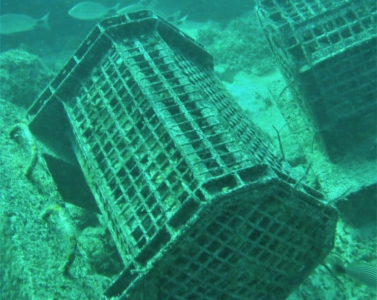 Desarrollan módulos de conchas que fomentan vida marina