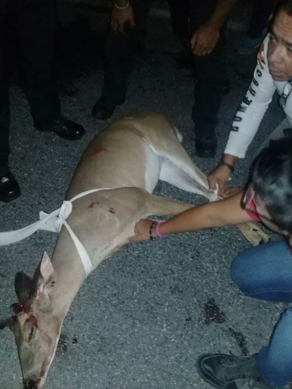 Auxilian a venado arrollado en la Ruta de los Cenotes