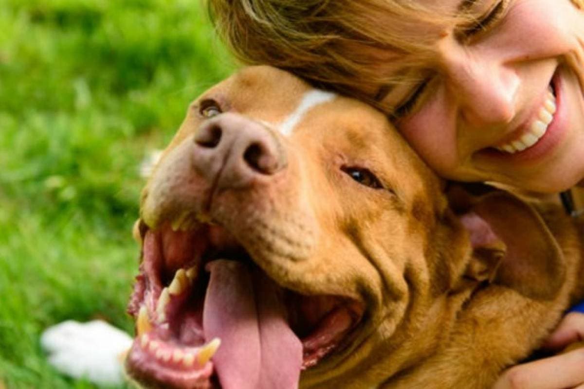 Científicos comprueban que los perros identifican las emociones humanas
