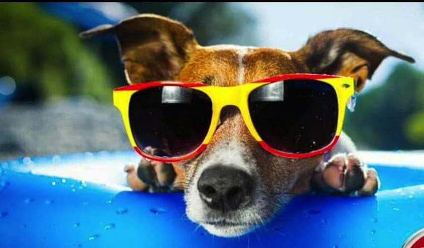 Cinco hoteles pet friendly en Cancún