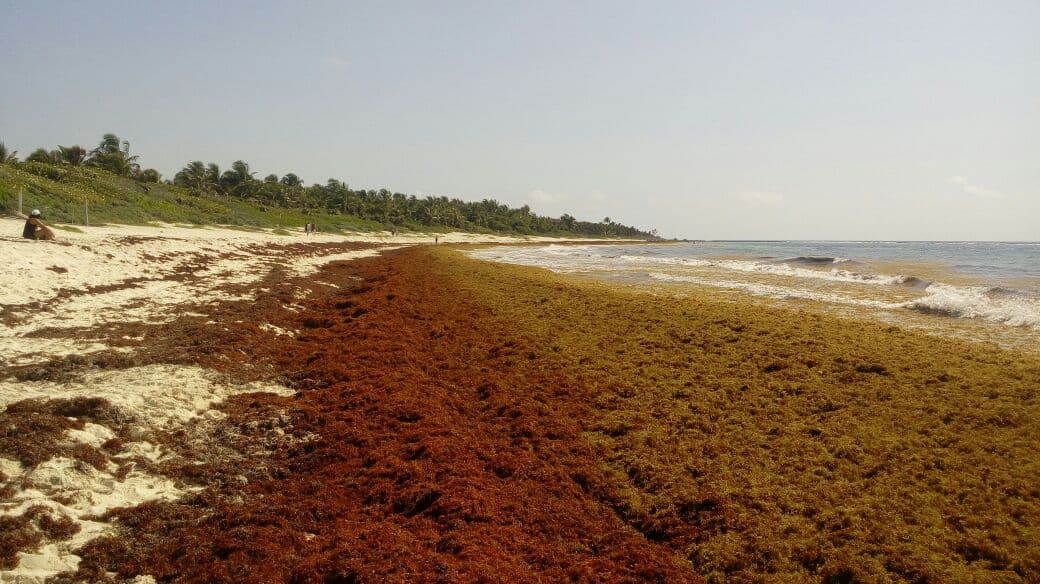 Pide Congreso intervención de Semarnat por caso Xcacel