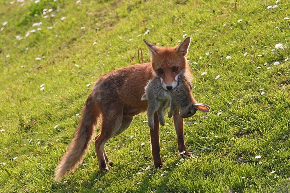 Águila se disputa liebre con un zorro, y queda captado en video