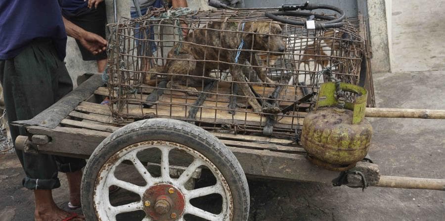 Piden frenar el consumo de carne de perro en Indonesia