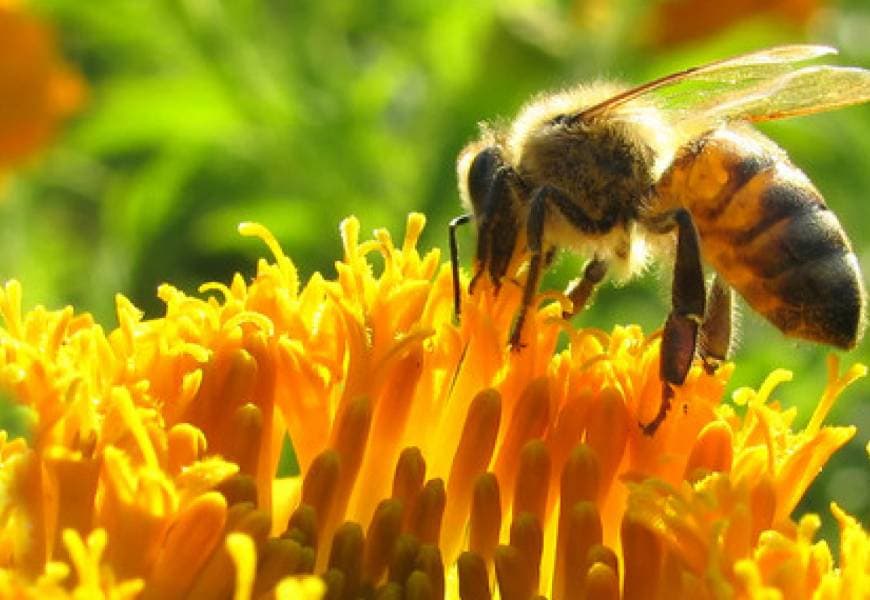 Sin abejas habría crisis alimentaria