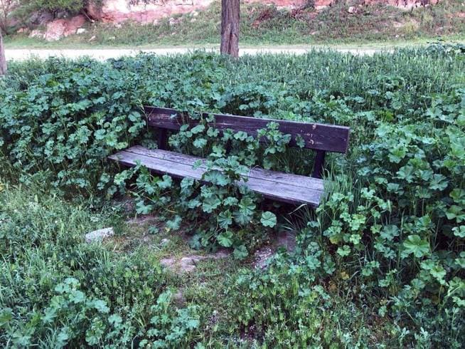 Las plantas que se están devorando a España