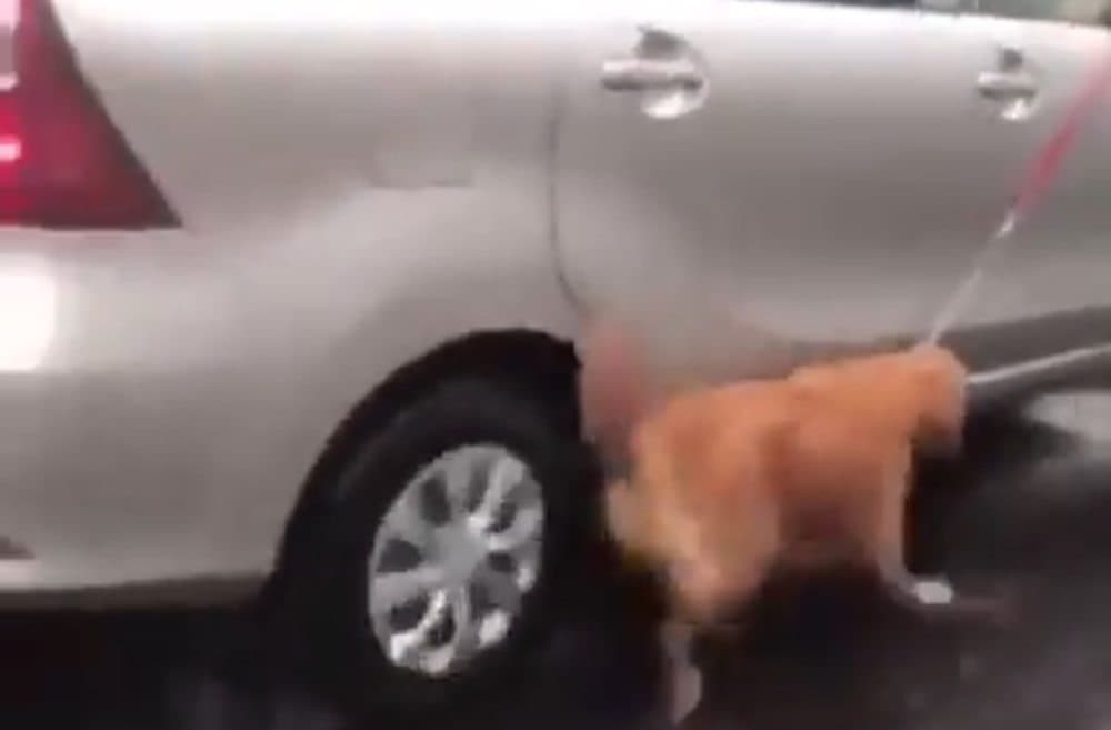 Amarran a su Golden retriever al auto y lo hacen correr bajo la lluvia