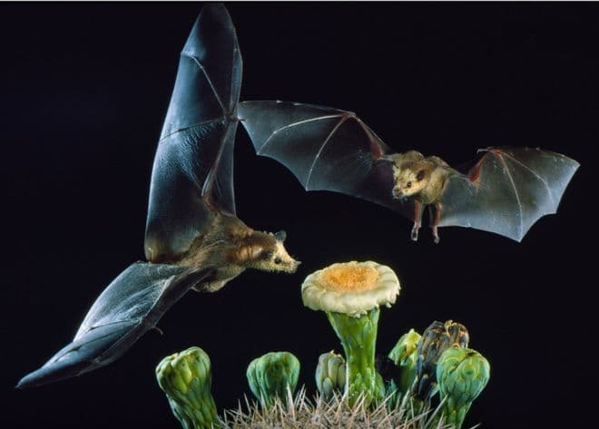 Murciélagos se salvan de la extinción gracias al tequila