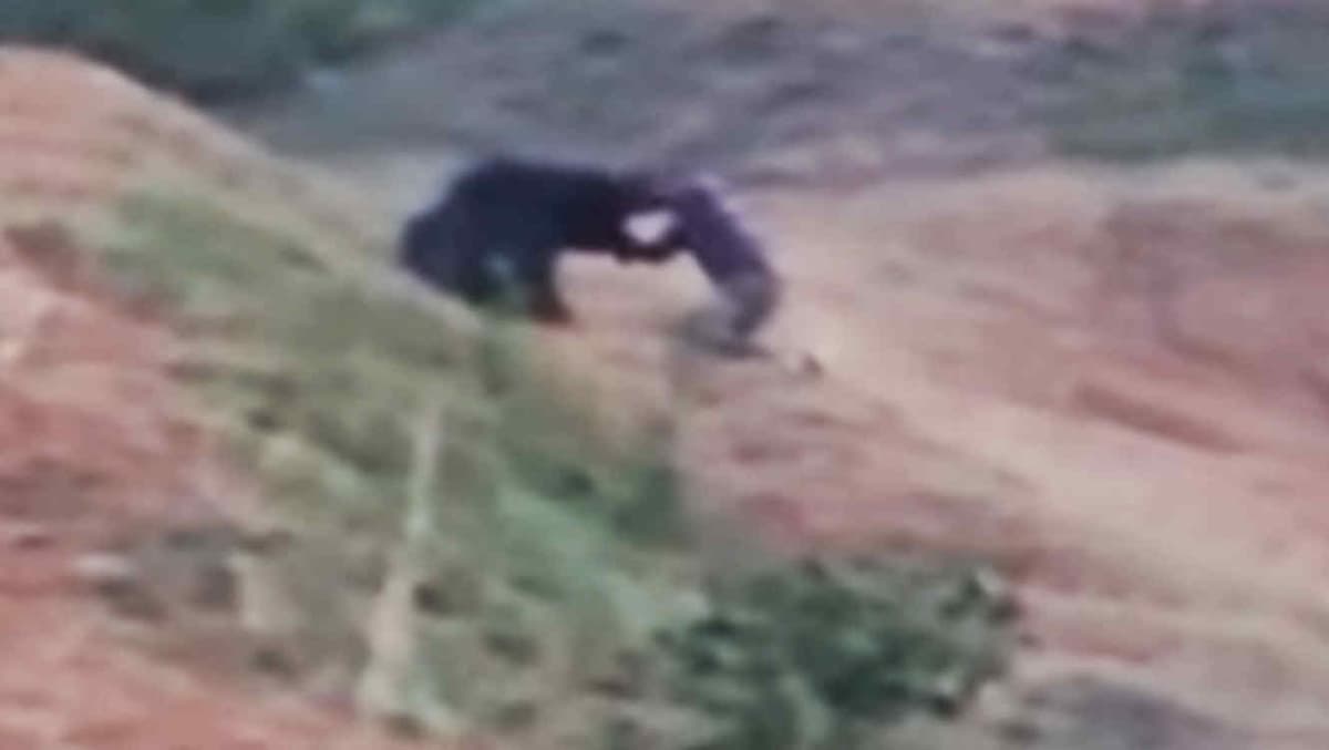 Se toma selfie con oso y éste se lo come