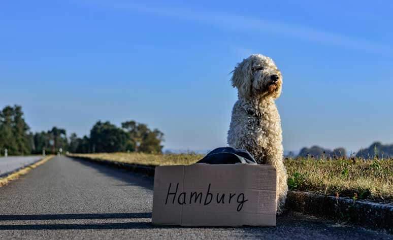 Esta aerolínea vetó a perros y gatos chatos además de otros animales