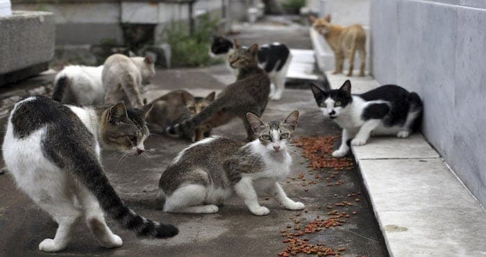 Mató más de mil gatos y los vendió como empanadas
