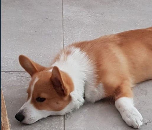 Perrito se come el álbum del mundial y se hace viral