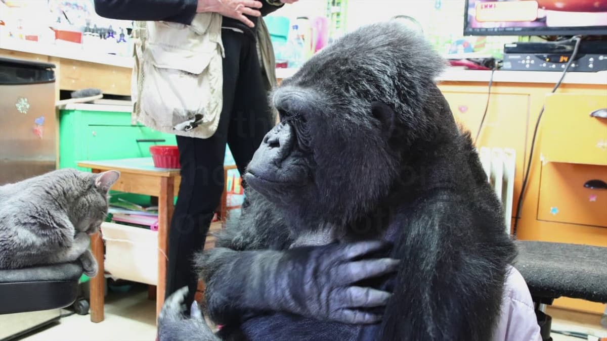 Murió Koko, la gorila que sabía lenguaje de señas