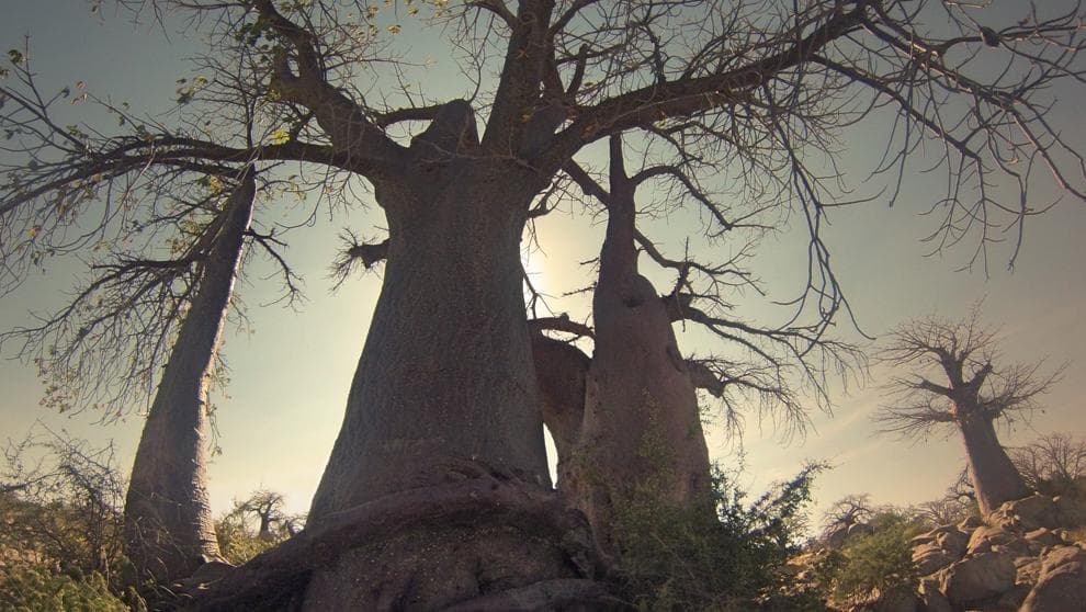 Árboles africanos mueren masivamente y científicos no saben por qué