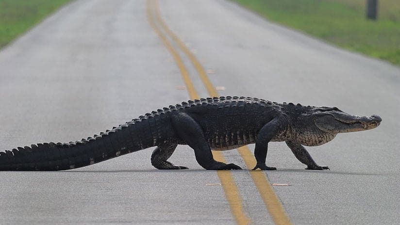 Caimán se atraviesa en plena pista e interrumpe el aterrizaje de un avión