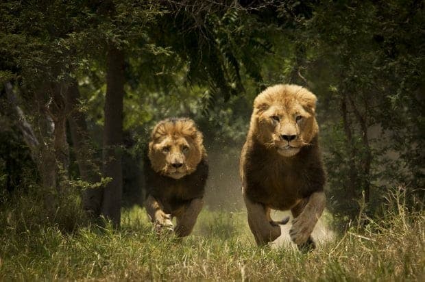 Leones, tigres y un jaguar se escapan de zoo