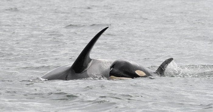 Orca empuja a su cría muerta durante días en señal de luto