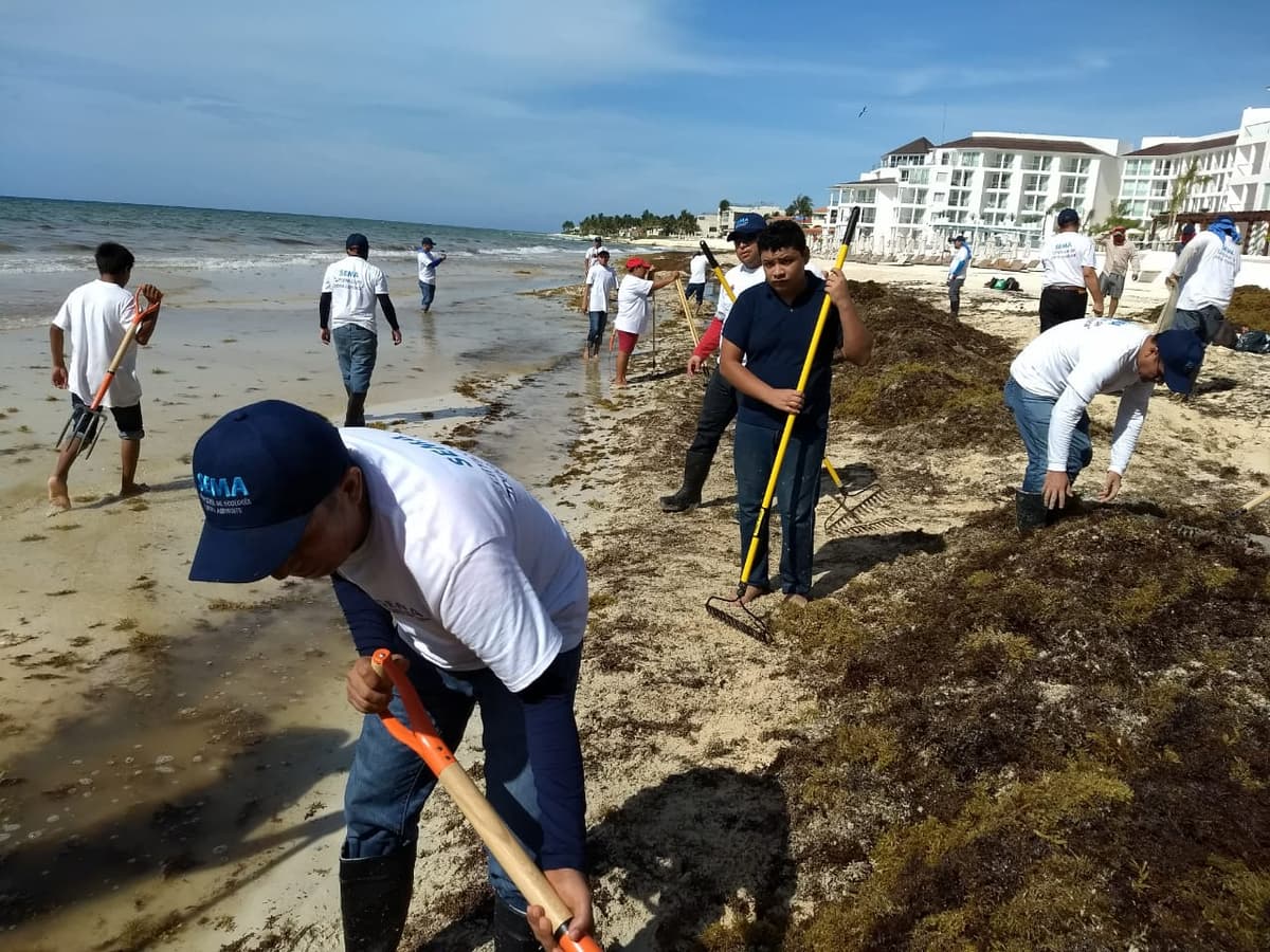 Se crean estrategias para combatir el sargazo en el estado