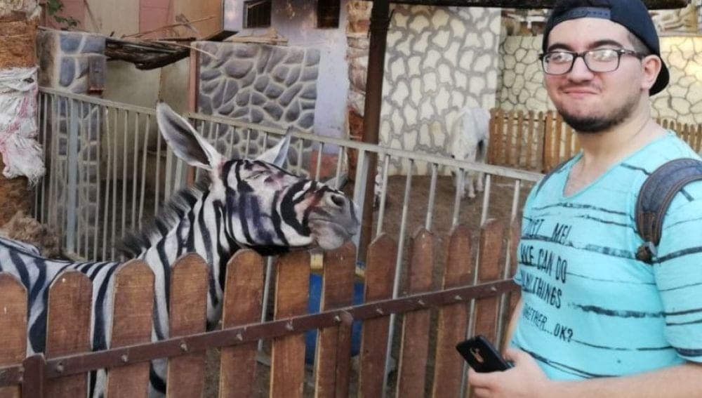 Disfrazan burros de  cebras para el zoo del Cairo