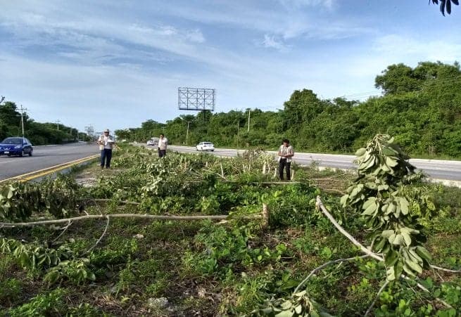 Atrae Profepa tala de 135 árboles en Playa-Puerto Morelos
