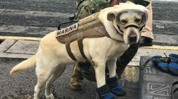 Frida, la perrita rescatista ya tiene su estatua