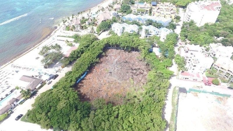 Piden detener destrucción del manglar Albatros en Playa del Carmen