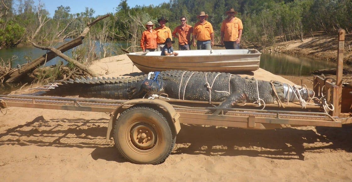 Capturan cocodrilo de casi cinco metros de largo