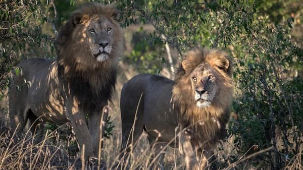 Tres cazadores de rinocerontes fueron devorados por leones