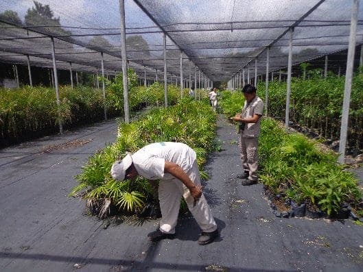Supervisa Profepa flora y fauna en Bahía Príncipe