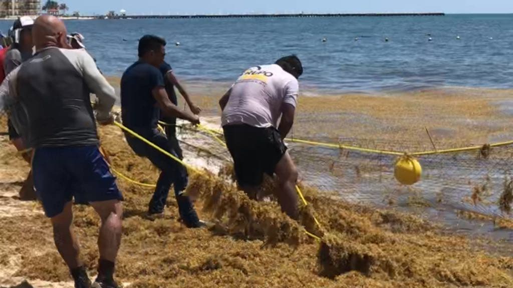 Retiran sargazo con redes en Solidaridad