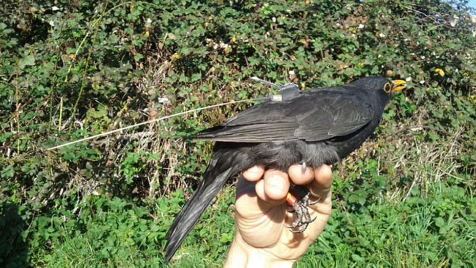 Rastrearán aves desde el espacio para predecir terremotos