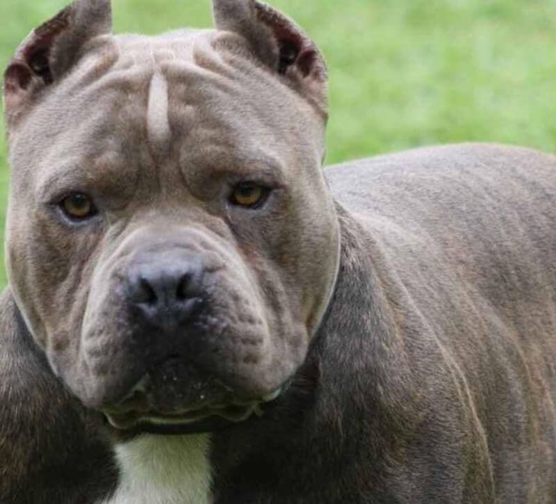 Personas que mutilen a sus mascotas con fines estéticos podrían ir a la cárcel