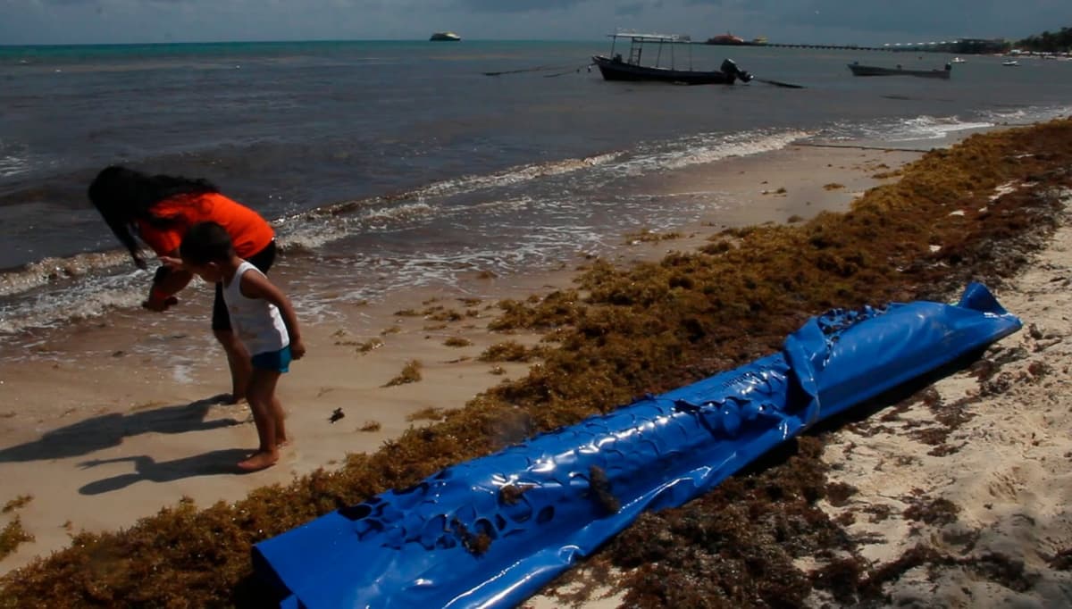 Instalan barreras antisargazo en Playa del Carmen
