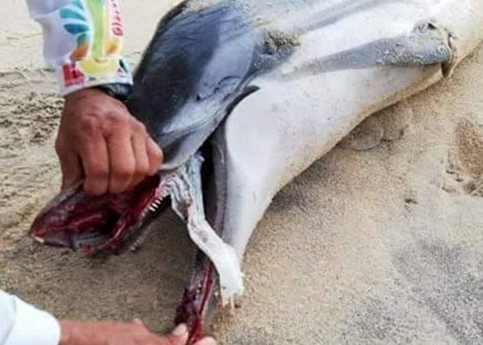 Por culpa de un pañal delfín muere a las orillas del mar