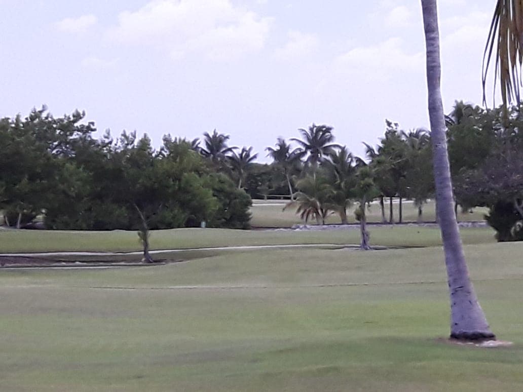 Hallan cadáver devorado por cocodrilos junto al Iberostar