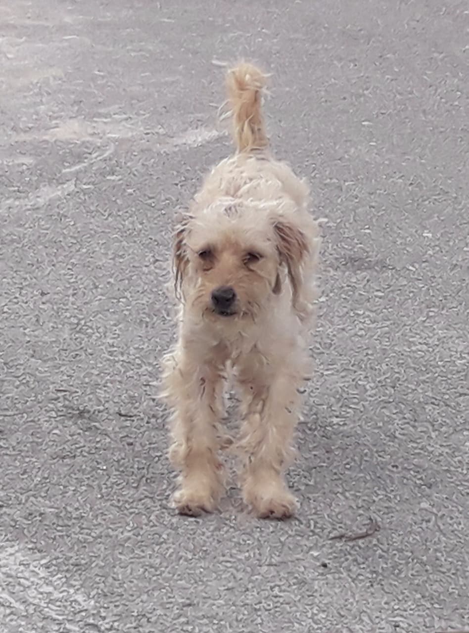 Crece el problema de los perros callejeros en Cozumel